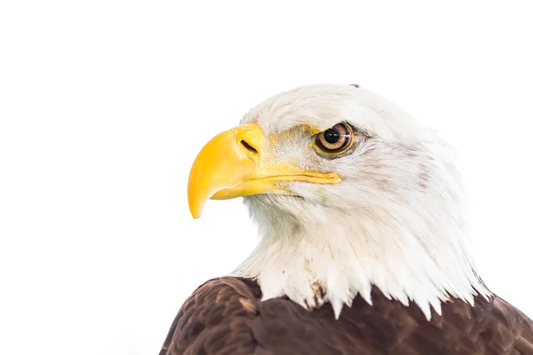 Pájaro águila calva — Foto de Stock