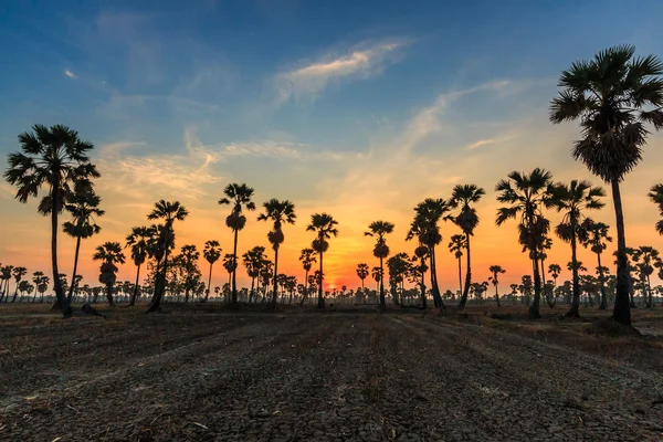 Sugar palm träd silhouette — Stockfoto