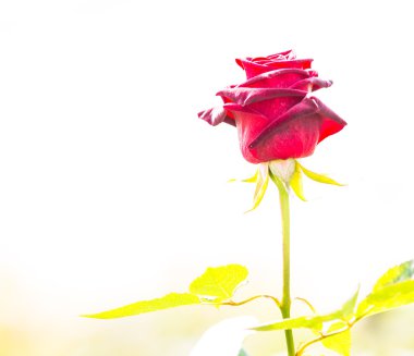 tomurcuk gül çiçek