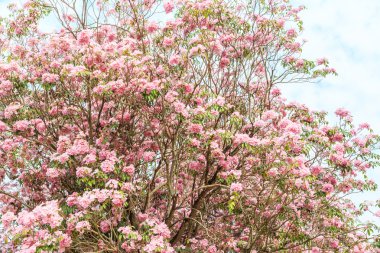 Tabebuia rosea pembe çiçekler