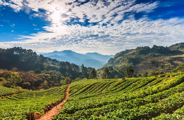 Morning sunrise in strawberry garden — Stock Photo, Image