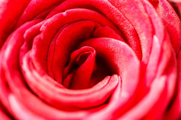 Blooming rose bud — Stock Photo, Image