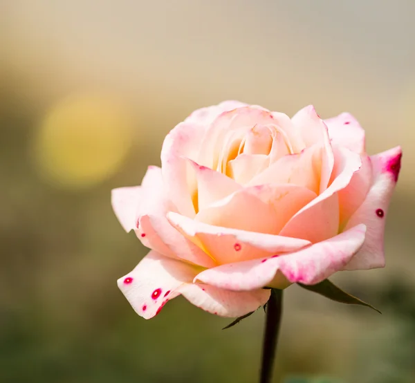 Blooming rose bud — Stock Photo, Image