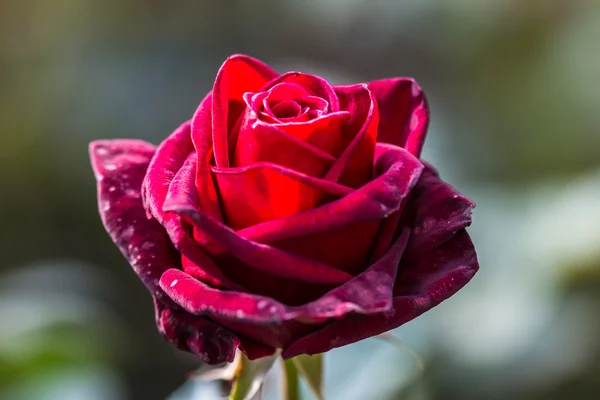 Kvetoucí růže bud — Stock fotografie