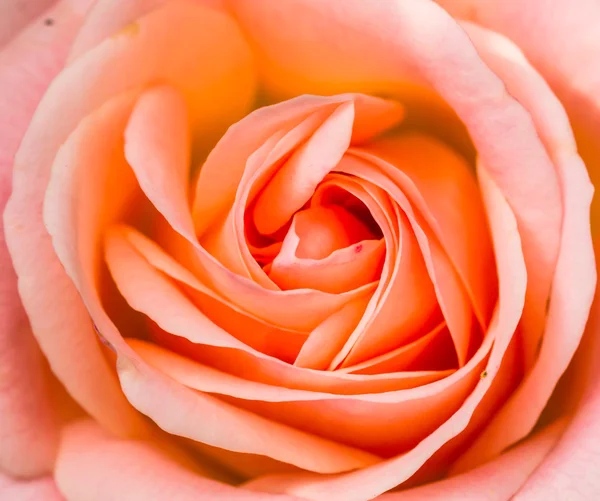 盛开的玫瑰花蕾 — 图库照片