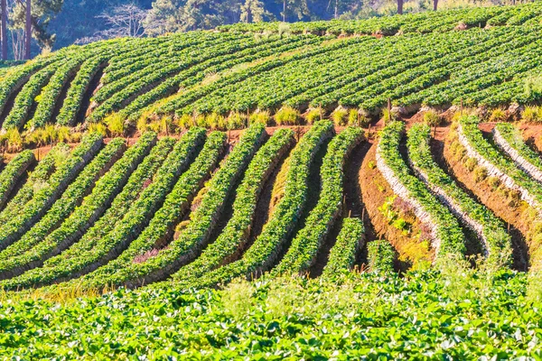 Morning sunrise in strawberry garden — Stock Photo, Image