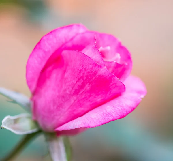 玫瑰绽放的花蕾 — 图库照片