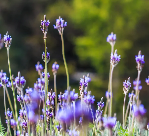 Flores de lavanda francesas — Fotografia de Stock