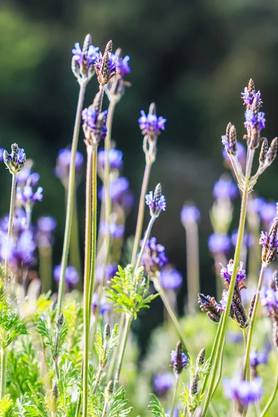 Flores de lavanda francesas — Fotografia de Stock