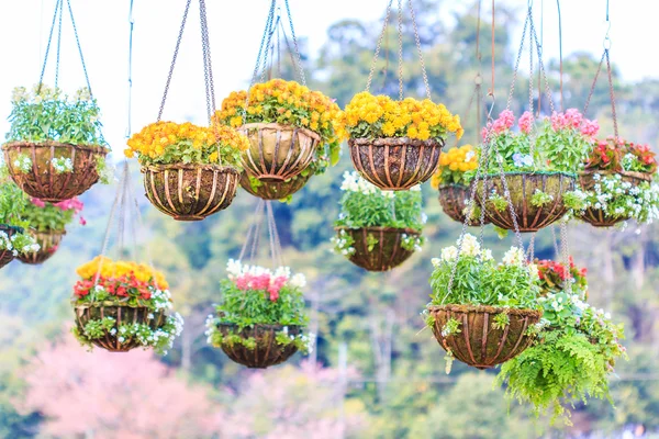 Schöne Körbe voller Blumen — Stockfoto