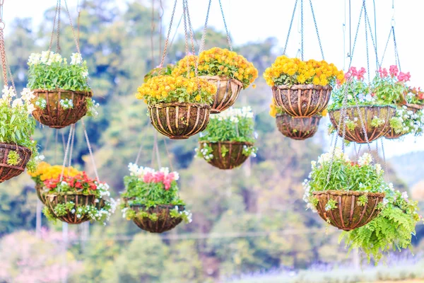 Hermosas cestas de flores — Foto de Stock