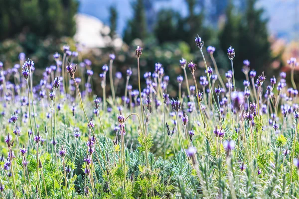 Flores de lavanda francesas — Fotografia de Stock