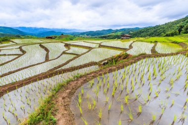 Çeltik pirinç tarlaları