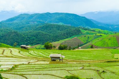pirinç alan peyzaj