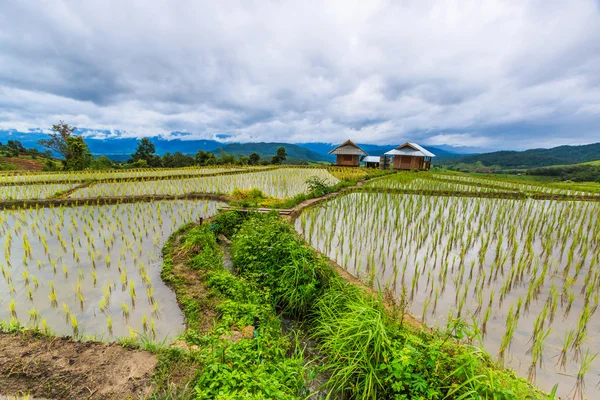 Campos de arroz con arroz —  Fotos de Stock