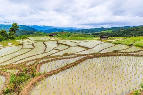 Campos de arroz con arroz —  Fotos de Stock