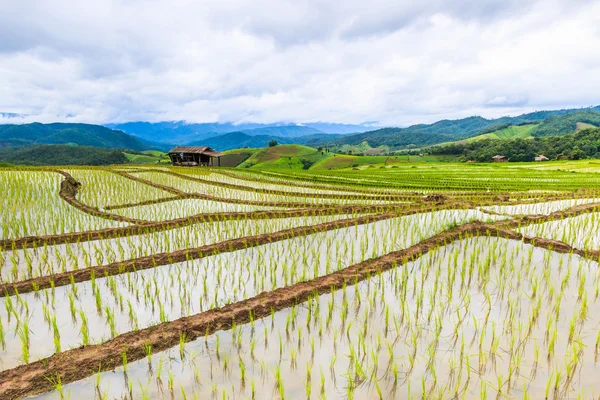 Paddy rice fields — Stock Photo, Image