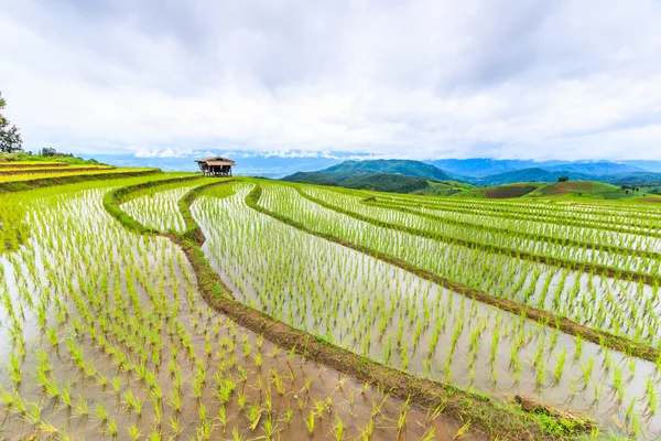 Campos de arroz con arroz — Foto de Stock