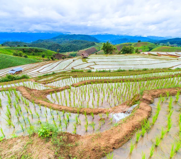Çeltik pirinç tarlaları