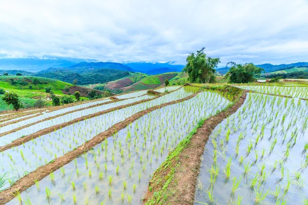 Paisagem do campo de arroz — Fotografia de Stock