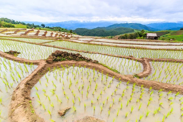 Campo de arroz paisaje —  Fotos de Stock