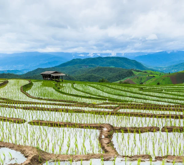 Paisagem do campo de arroz — Fotografia de Stock