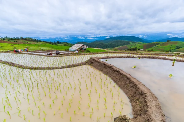 水稻实地景观 — 图库照片