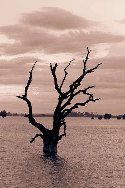 Dood gedroogde boom — Stockfoto