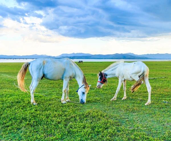 Horses grazing on pasture — Stock Photo, Image