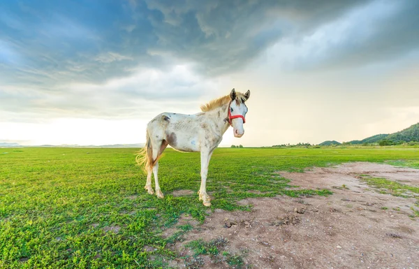 Paardenweidegang — Stockfoto