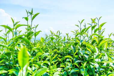 çay plantasyon yaprakları