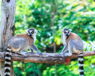 Lemur vahşi hayvanlar