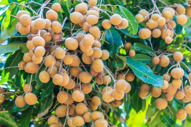 Tropikal longan meyve