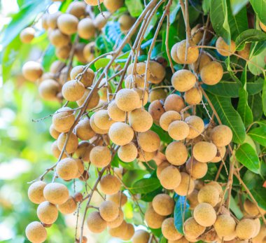 Tropikal longan meyve