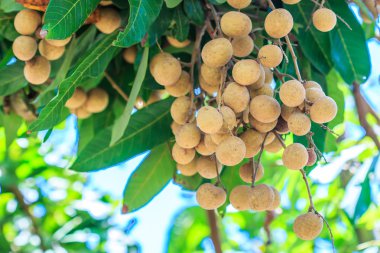 Tropikal longan meyve