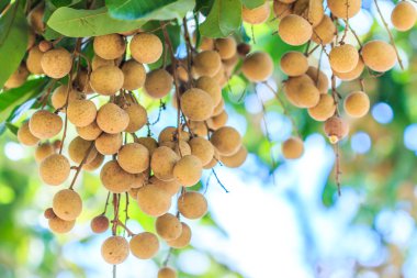 Tropikal longan meyve
