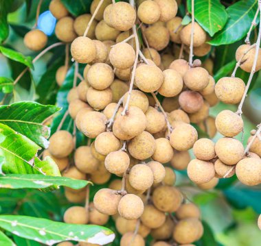 Tropikal longan meyve