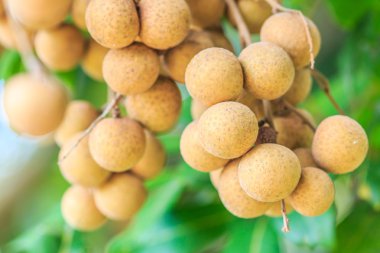 Tropikal longan meyve