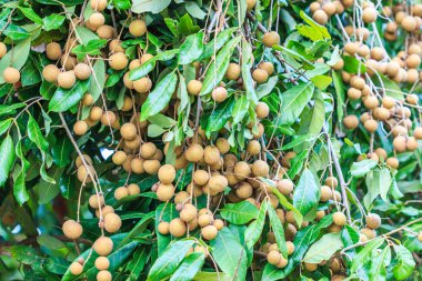 Tropikal longan meyve