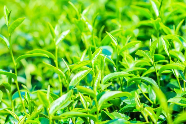 Folhas de plantação de chá — Fotografia de Stock