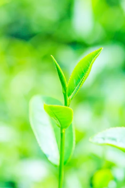 Tea plantation leaves — Stock Photo, Image