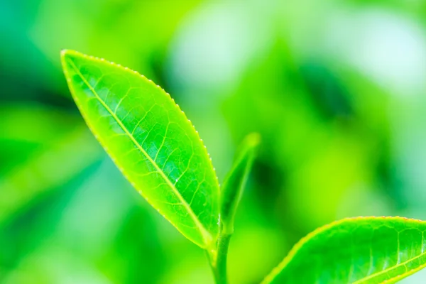 Tea plantation leaves — Stock Photo, Image