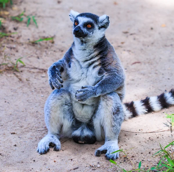 Lemur Wildtier — Stockfoto