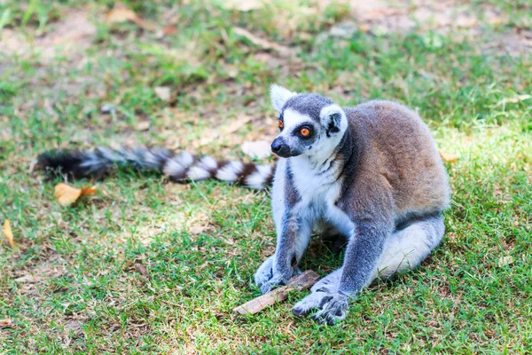 Lemur vahşi hayvan