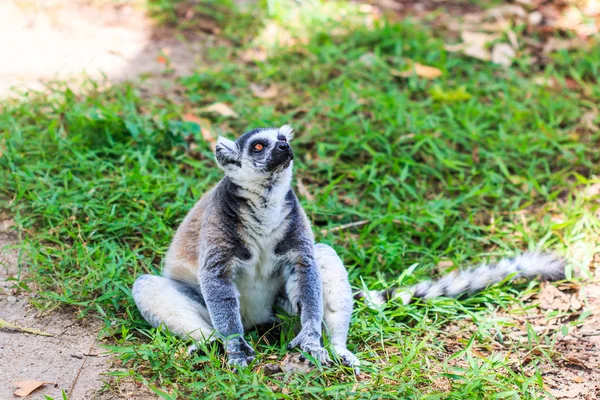 Lemur สัตว์ป่า — ภาพถ่ายสต็อก