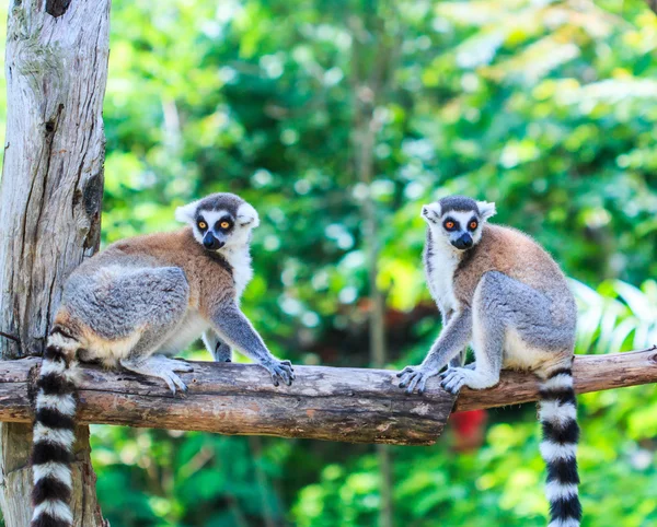 Lemur Wildtiere — Stockfoto