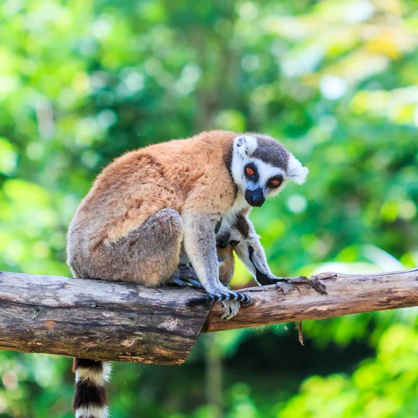 Lemur vilda djur — Stockfoto