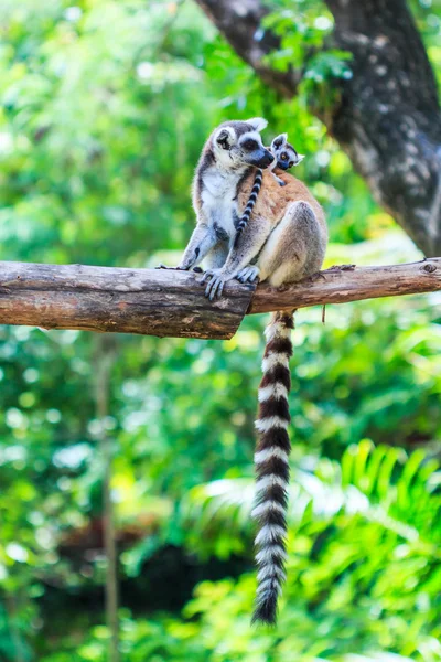 Lemur wild animals — Stock Photo, Image