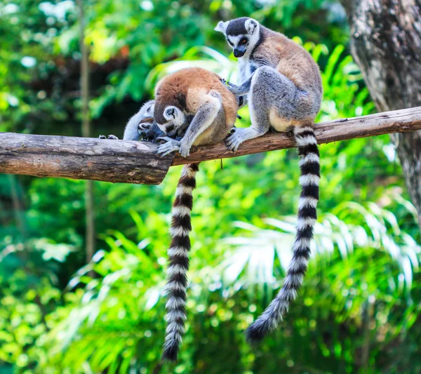 Lemur wilde dieren — Stockfoto