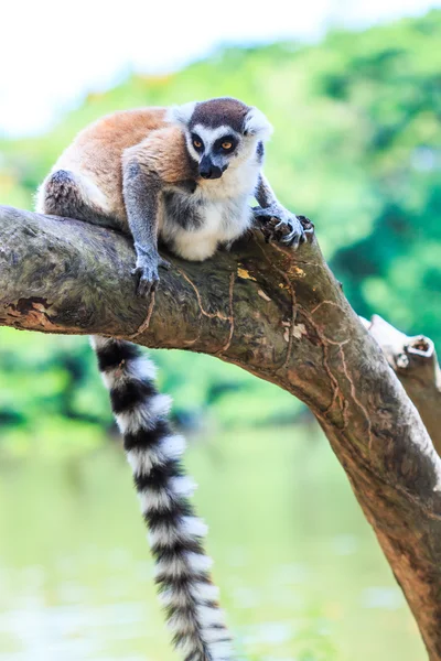 Lemur animal salvaje — Foto de Stock